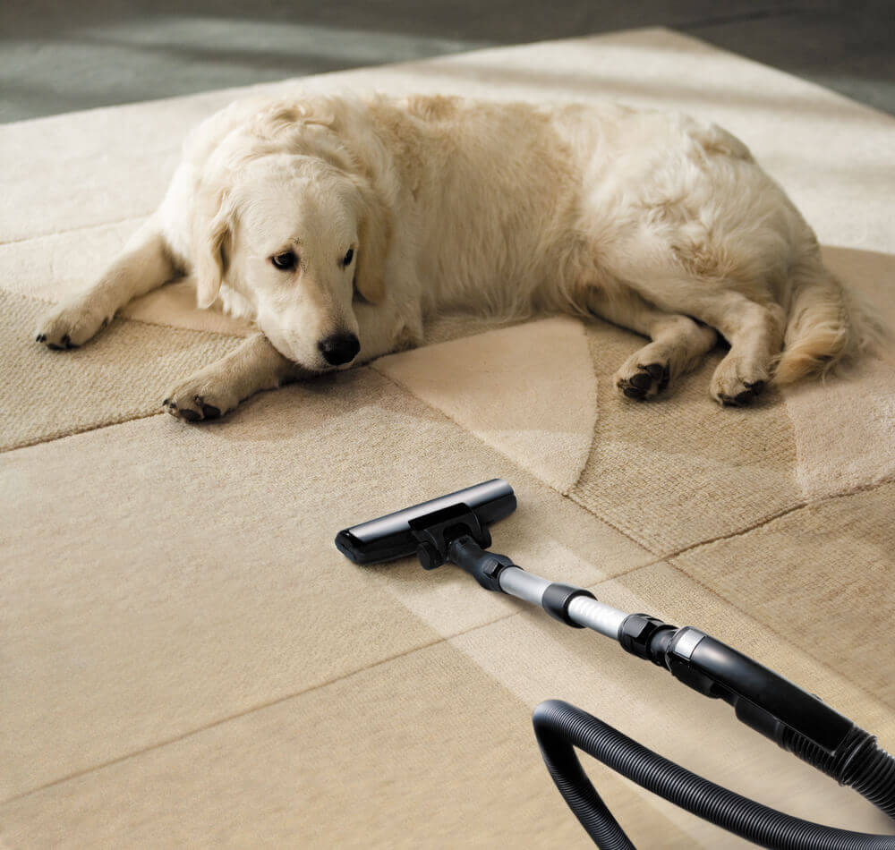 Pet Stain and Odor Removal Services Smyrna TN Free Quote