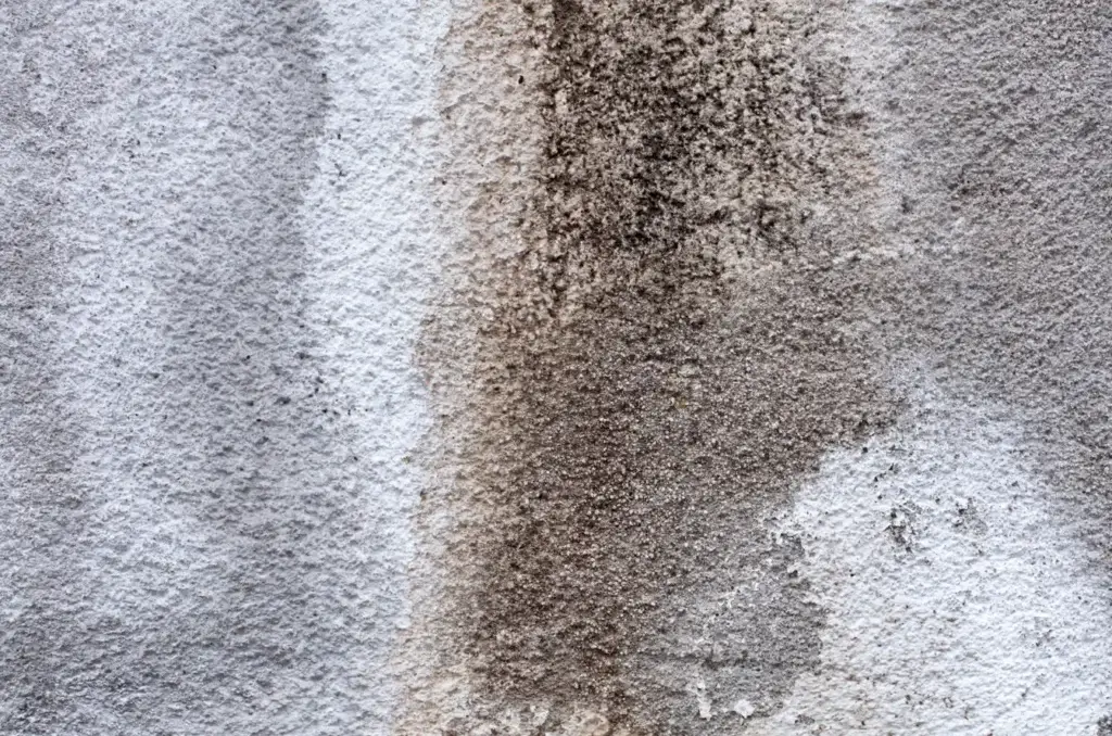 Common Carpet Stains & Easy Removal Tips